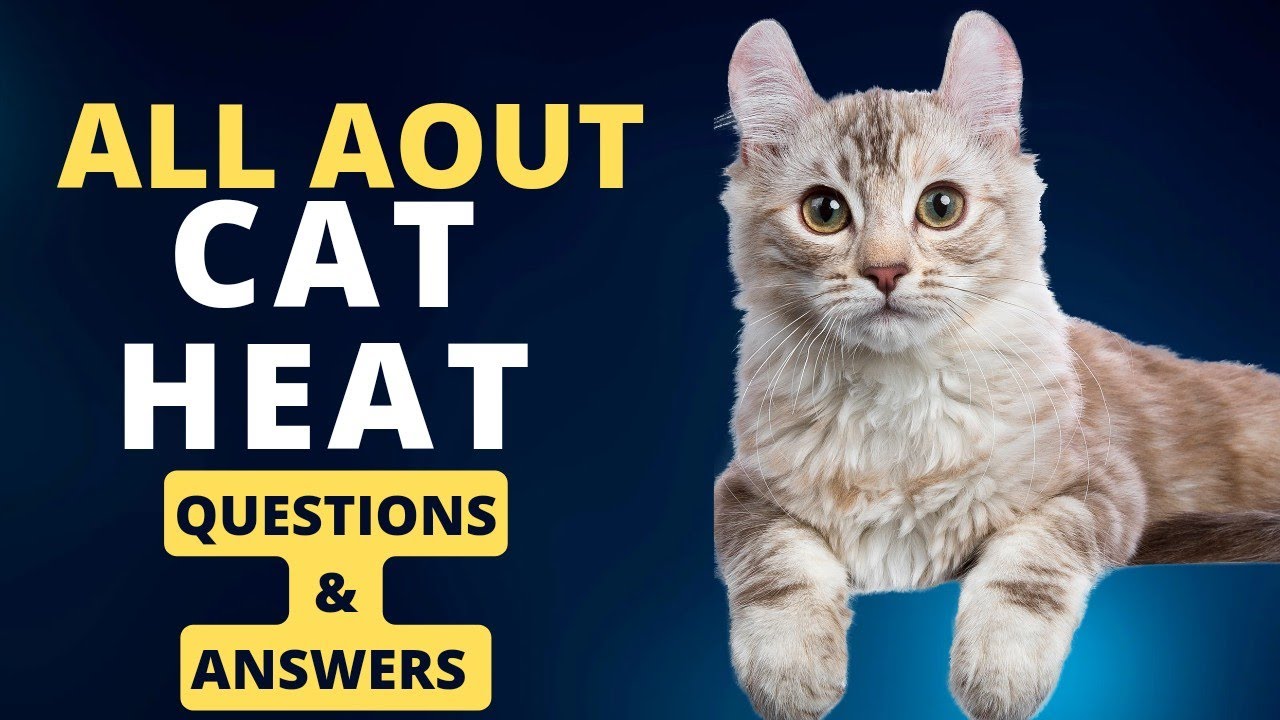 All About Cat Heat - Questions & Answers || Animalia Dot Pk
