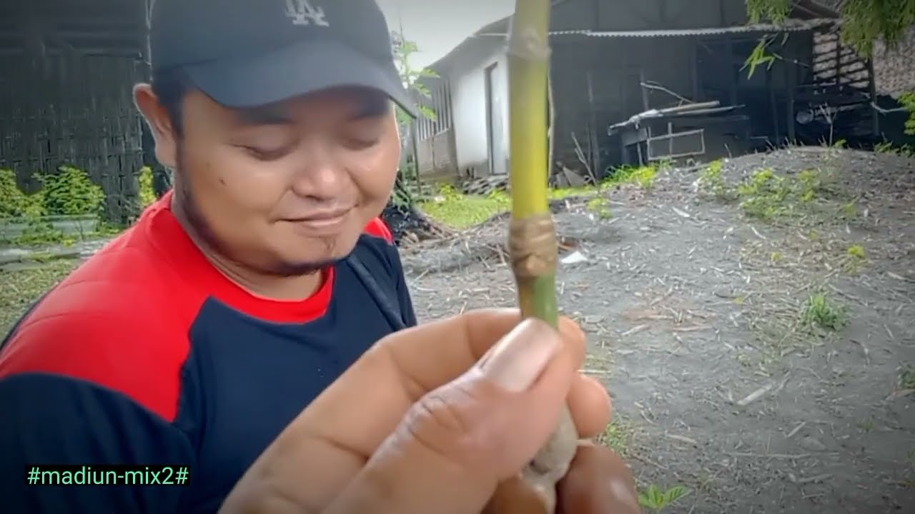 @barang siapa Nemu ❗bambu yang lepas dari kebakaran pasti bambu sakti‼️