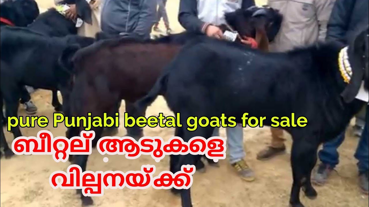 Pure Punjabi beetal goats for sale in Ikolaha dist. Ludhiana, Punjab, ബീറ്റല് ആടുകളെ വില്പനയ്ക്ക്