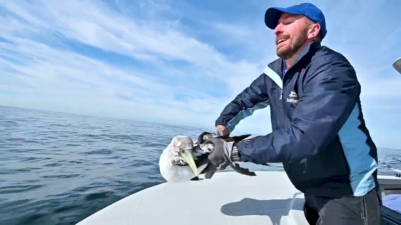 SeaWorld Surpasses 40,000 Animals Rescued