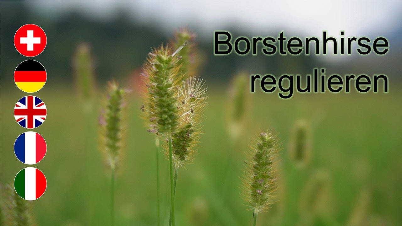 Borstenhirse regulieren - AGFF