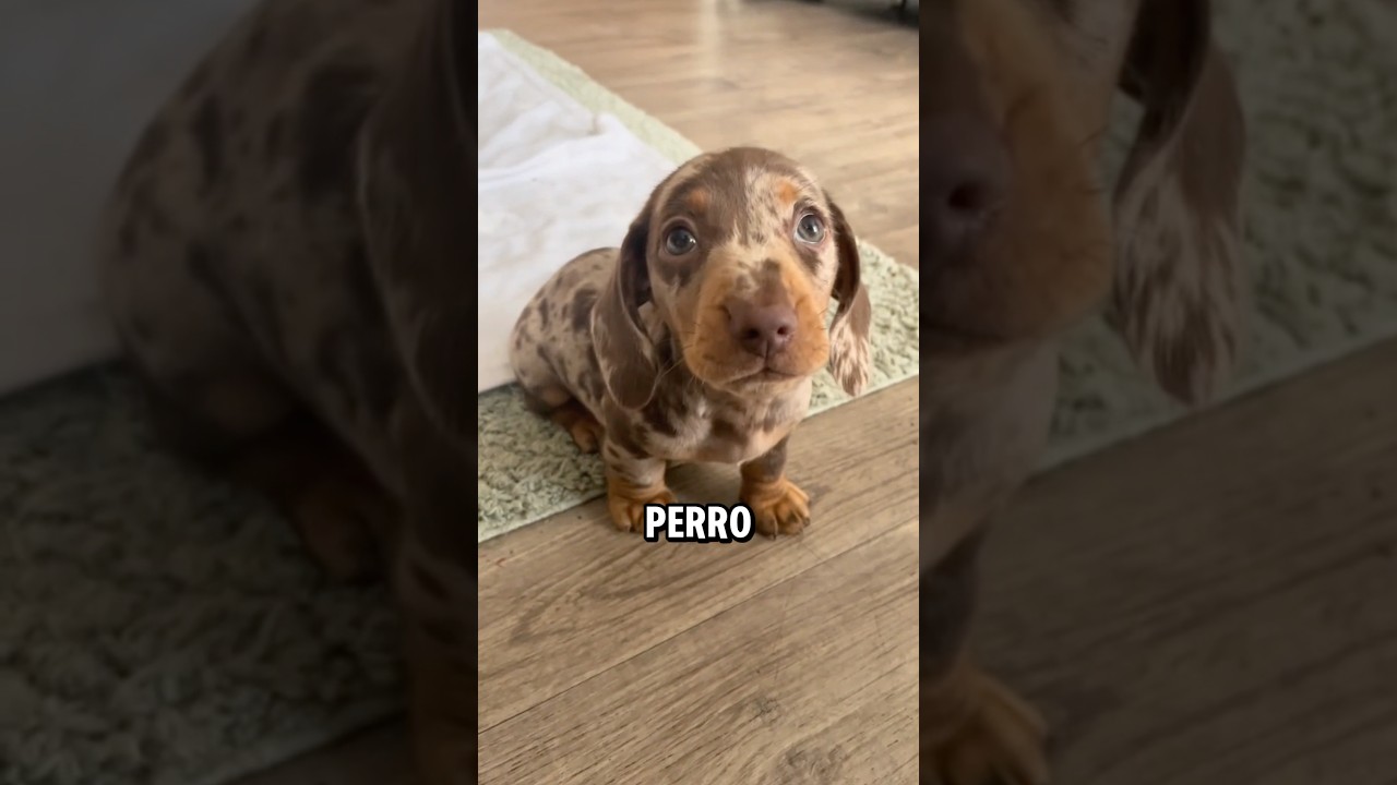 4 aspectos clave que debes conocer antes de tener un perro salchicha #dogs #perros #dachshund