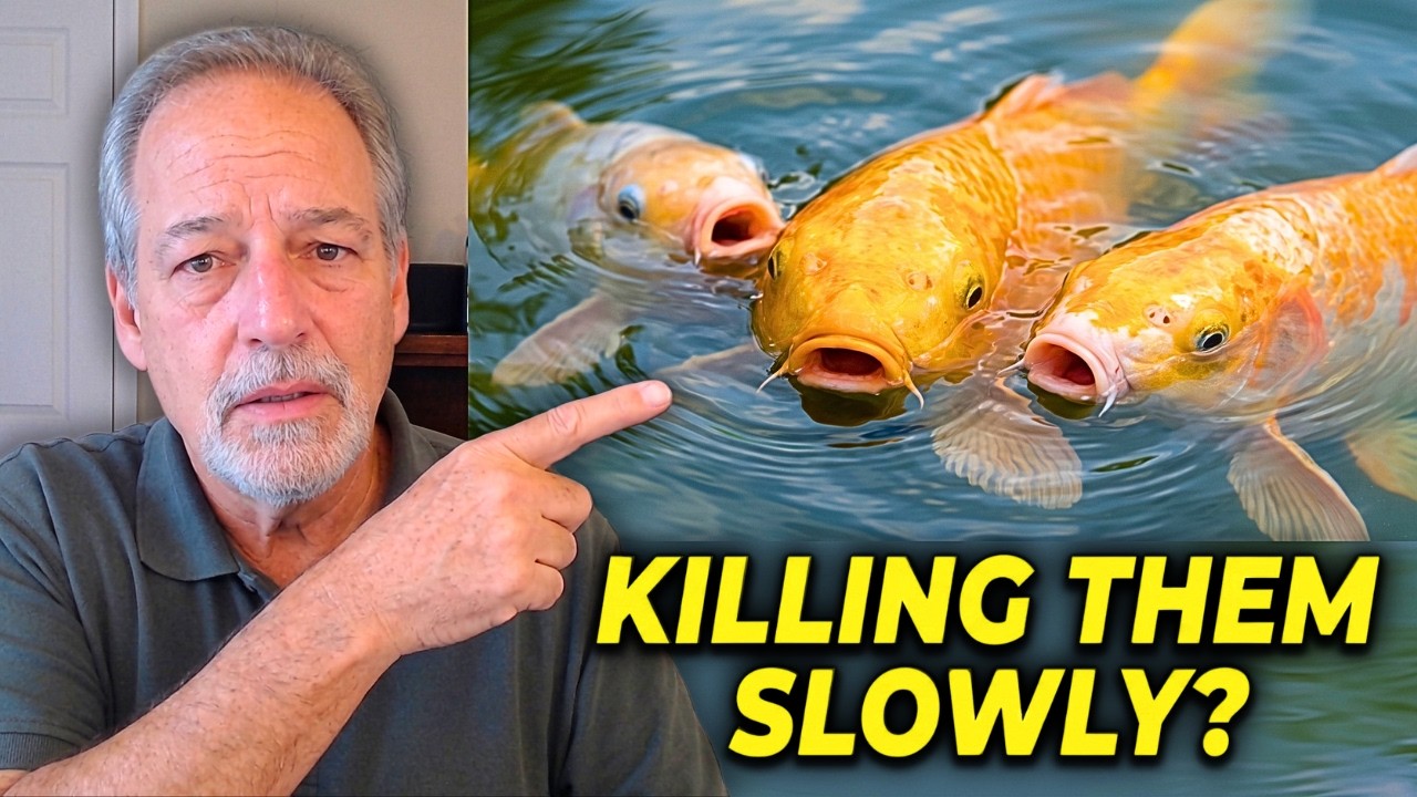 90% of Owners Make THESE Summer Mistakes, And The Koi Suffer Silently