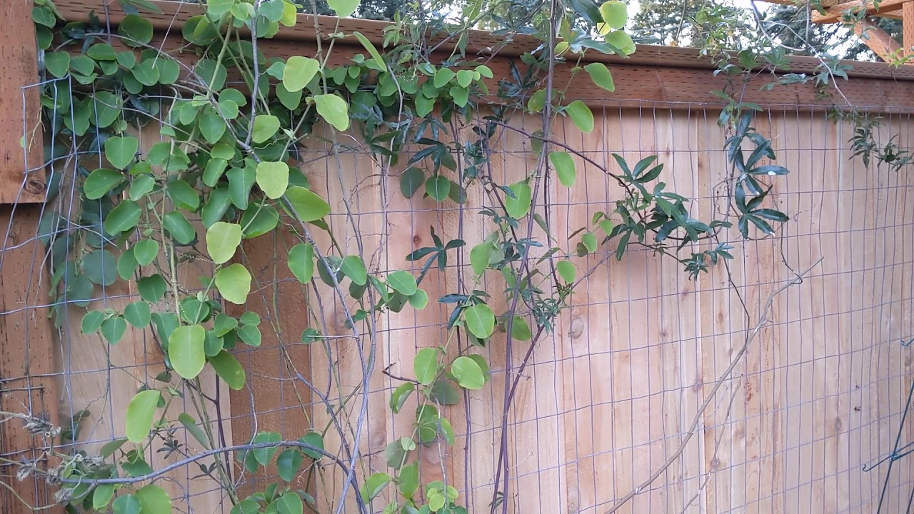 Cold Hardy Passiflora