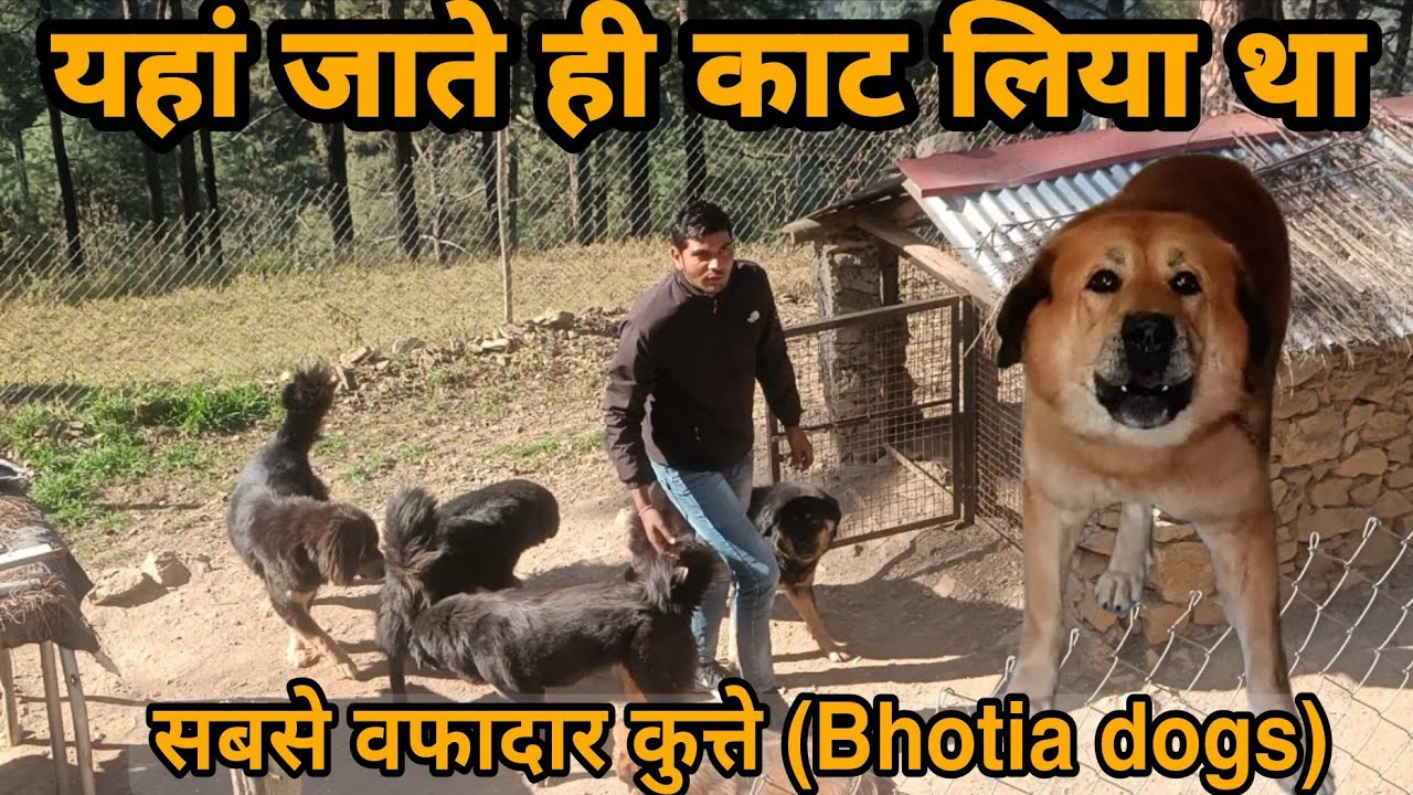 मालिक के सबसे वफादार कुत्ते || Bhotiya dog  @Amarkennel @KartikMahotra101    Bhotiya dog ||
