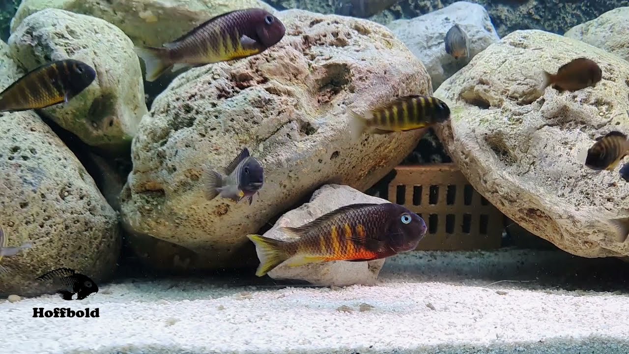 Tropheus Ubwari & Petrochromis Red Bulu and Macrognathus 10-2021