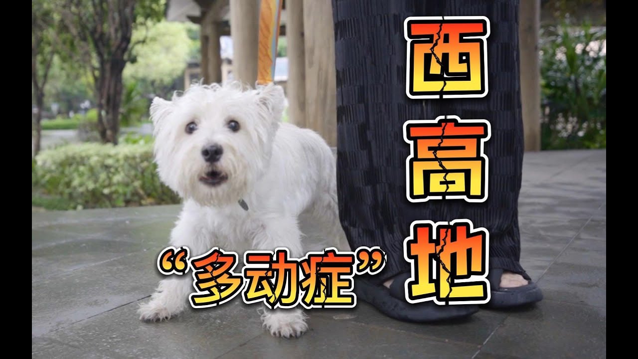一浩 | 多动症患者——西高地（猪猪）【问题狗狗大改造】