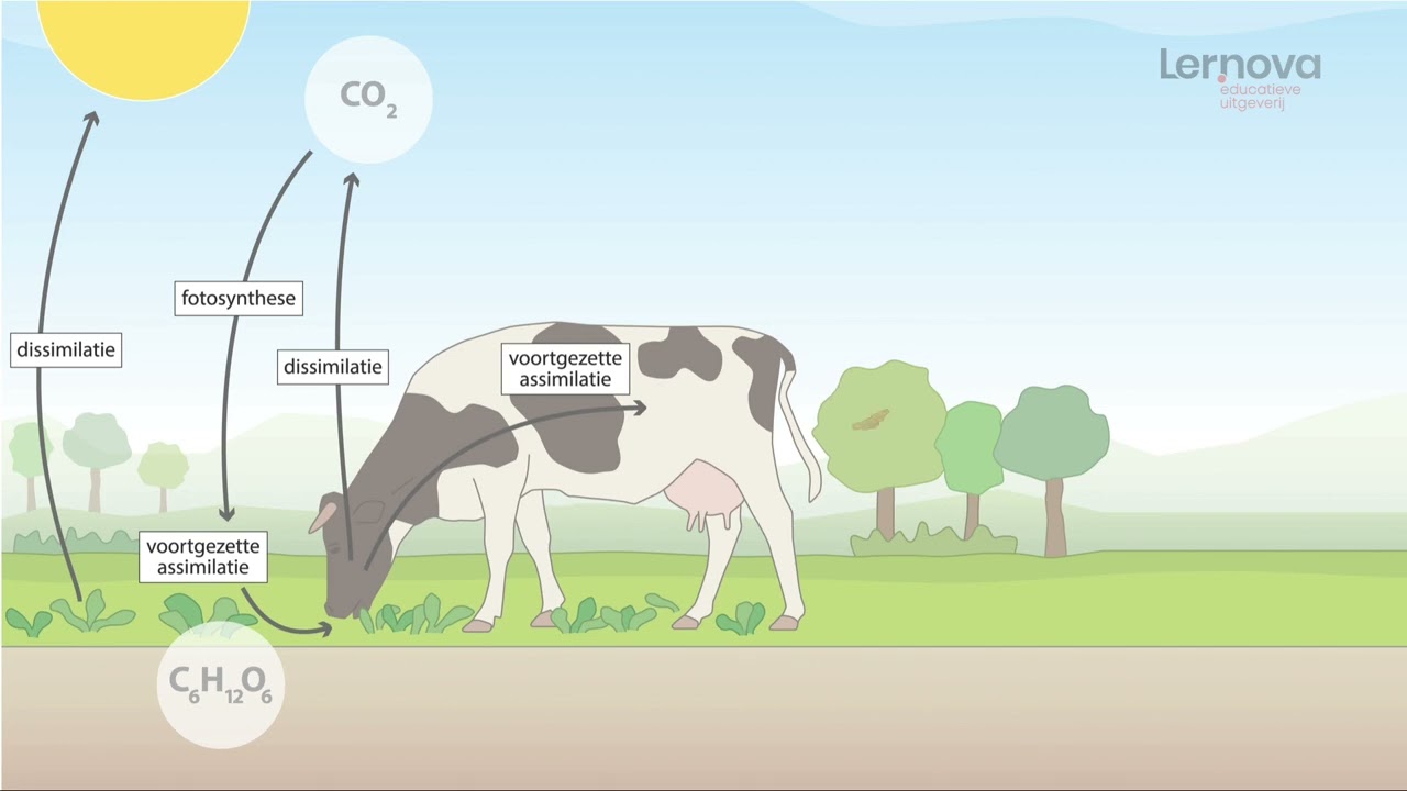 Energie en materiestromen in een ecosysteem - Animatie over de koolstofkringloop - Lernova biologie