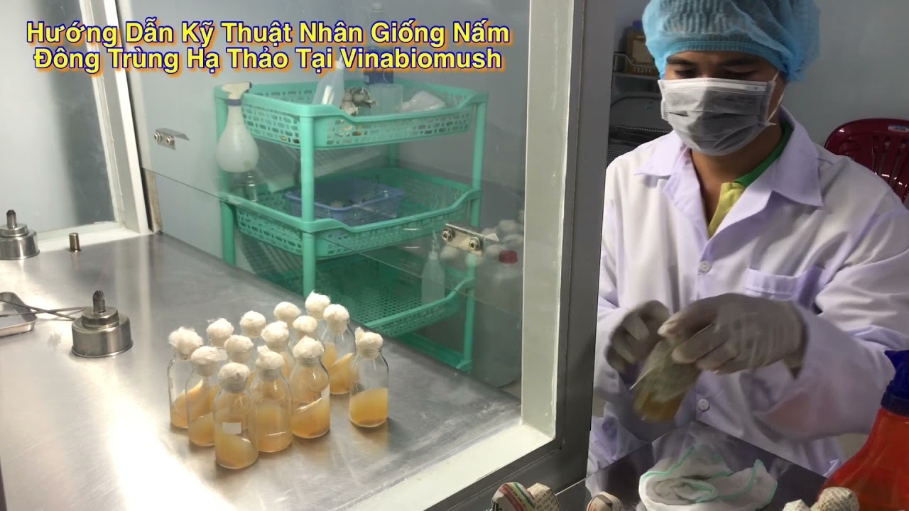 Kỹ Thuật Nh&acirc;n Giống Nấm Đ&ocirc;ng Tr&ugrave;ng Hạ Thảo | Tập 2 | VINABIOMUSH TV