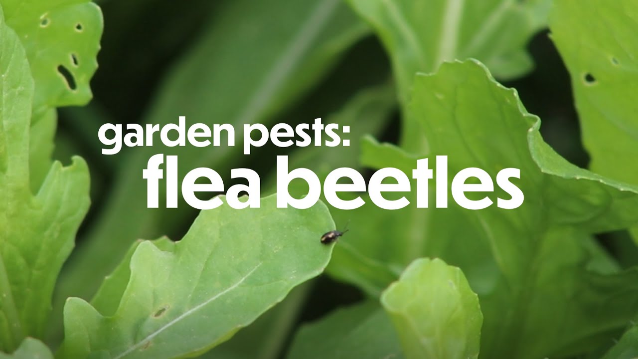 Flea Beetle Leaf Damage: Tiny round holes through leaves, and what to do about it | Farm your Yard