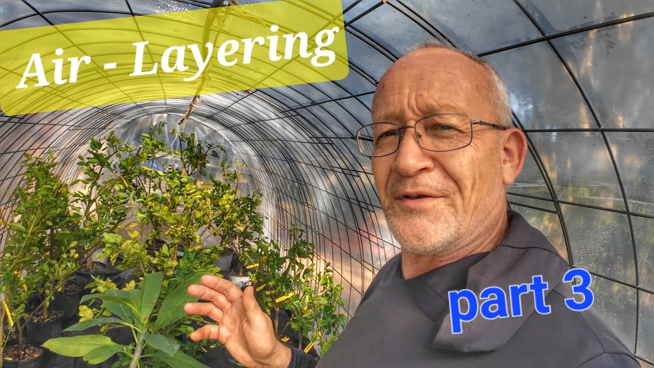 Air layering, the conclusion, part 3