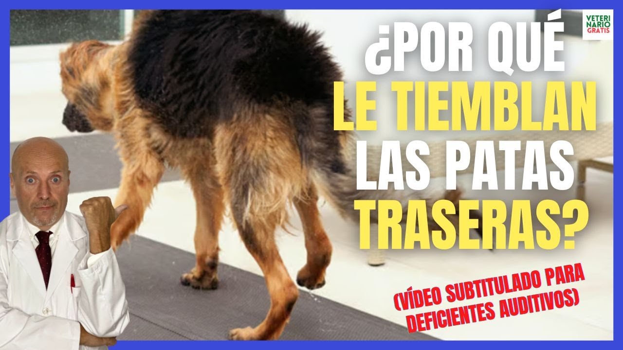 ⚠️ &iquest;POR QUE A MI PERRO LE TIEMBLAN LAS PATAS TRASERAS?⚠️ CAUSAS DE ESTOS TEMBLORES EN PERROS