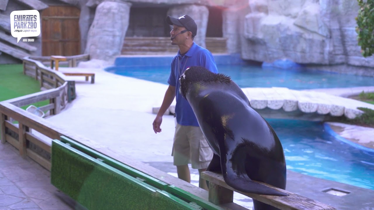 Sea lion presentation at Emirates Park Zoo, Abu Dhabi.