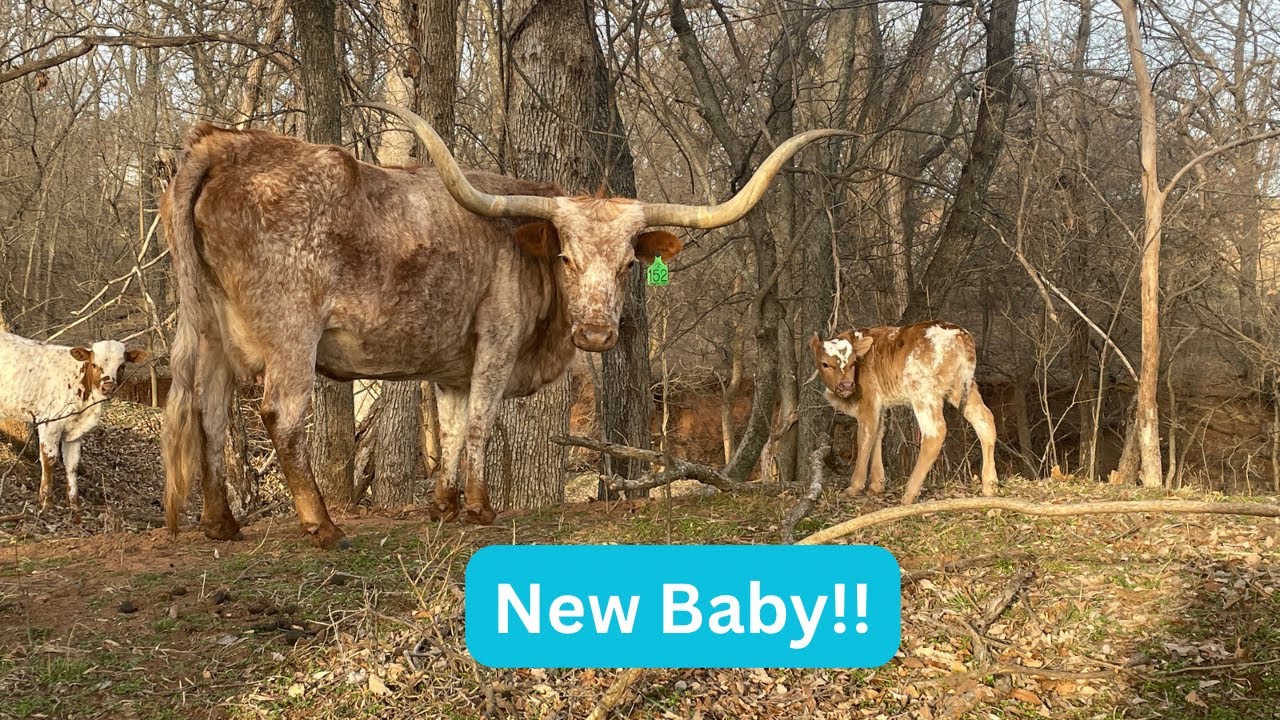 New Calves!!