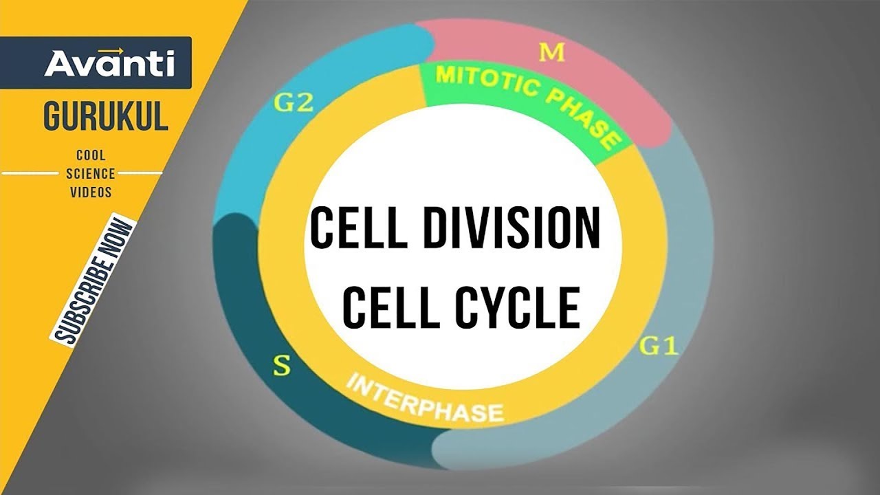 11B10 - Cell Cycle and Cell Division - Interphase | G0, G1, G2 & S phase | Class 11 Biology