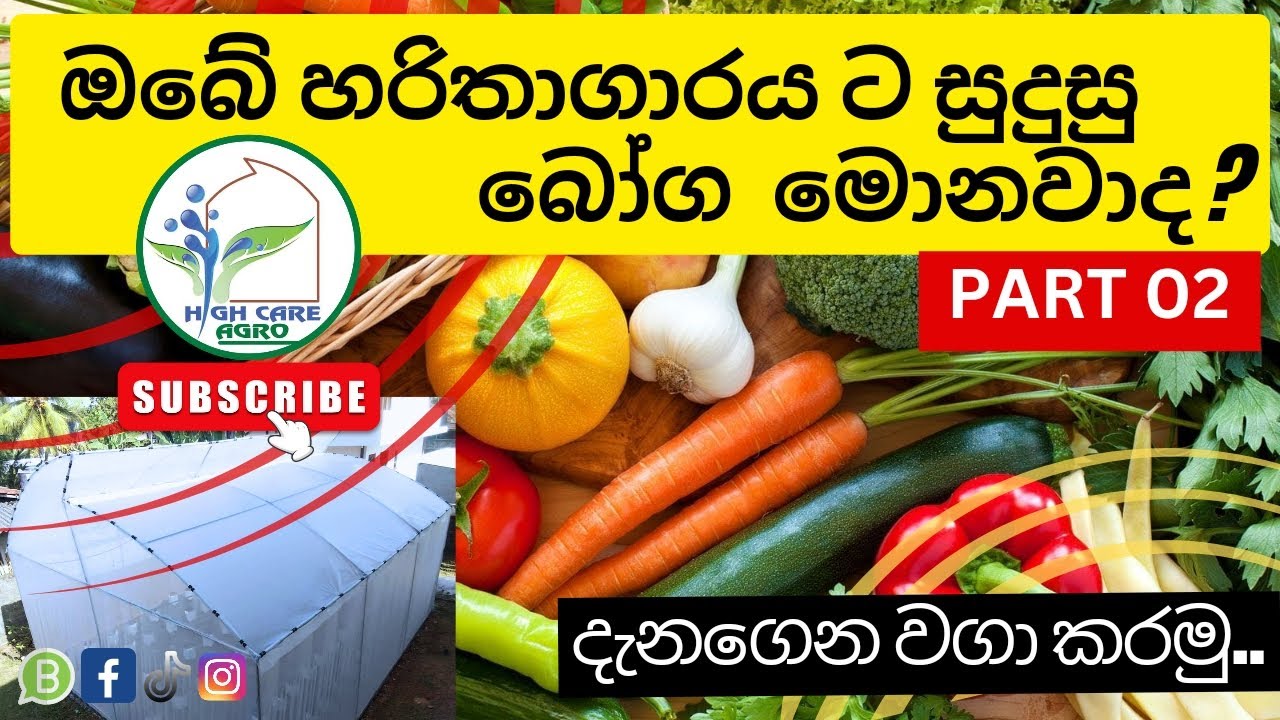 Most Suitable Crops For Polytunnel | පොලිටනල් | Morden Agriculture | හරිතාගාරයට සුදුසු භෝග?