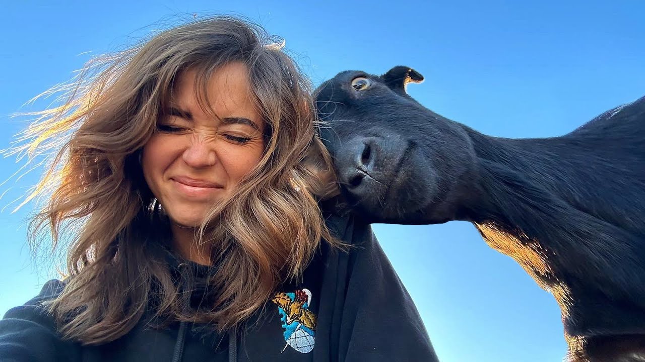 taking my goat on a hike and hoping she doesn't headbutt children