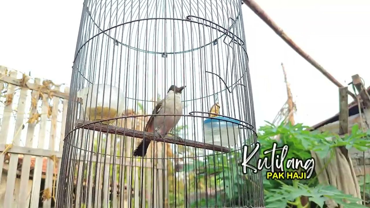 Suara Kutilang Bikin GACOR! Suara KUTILANG ASLI ISIAN UNTUK MASTERAN SEMUA BURUNG KUTILANG