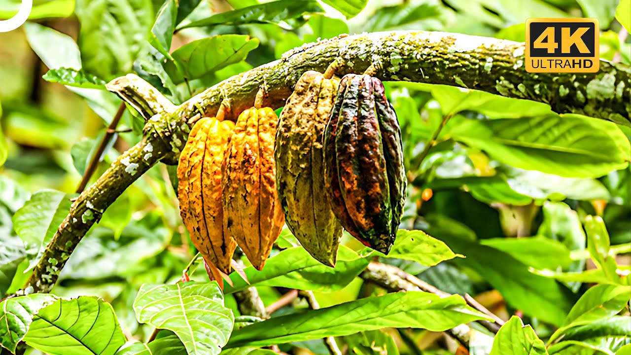 The Capital of Cacao: Costa Rica | 4K Nature Documentary