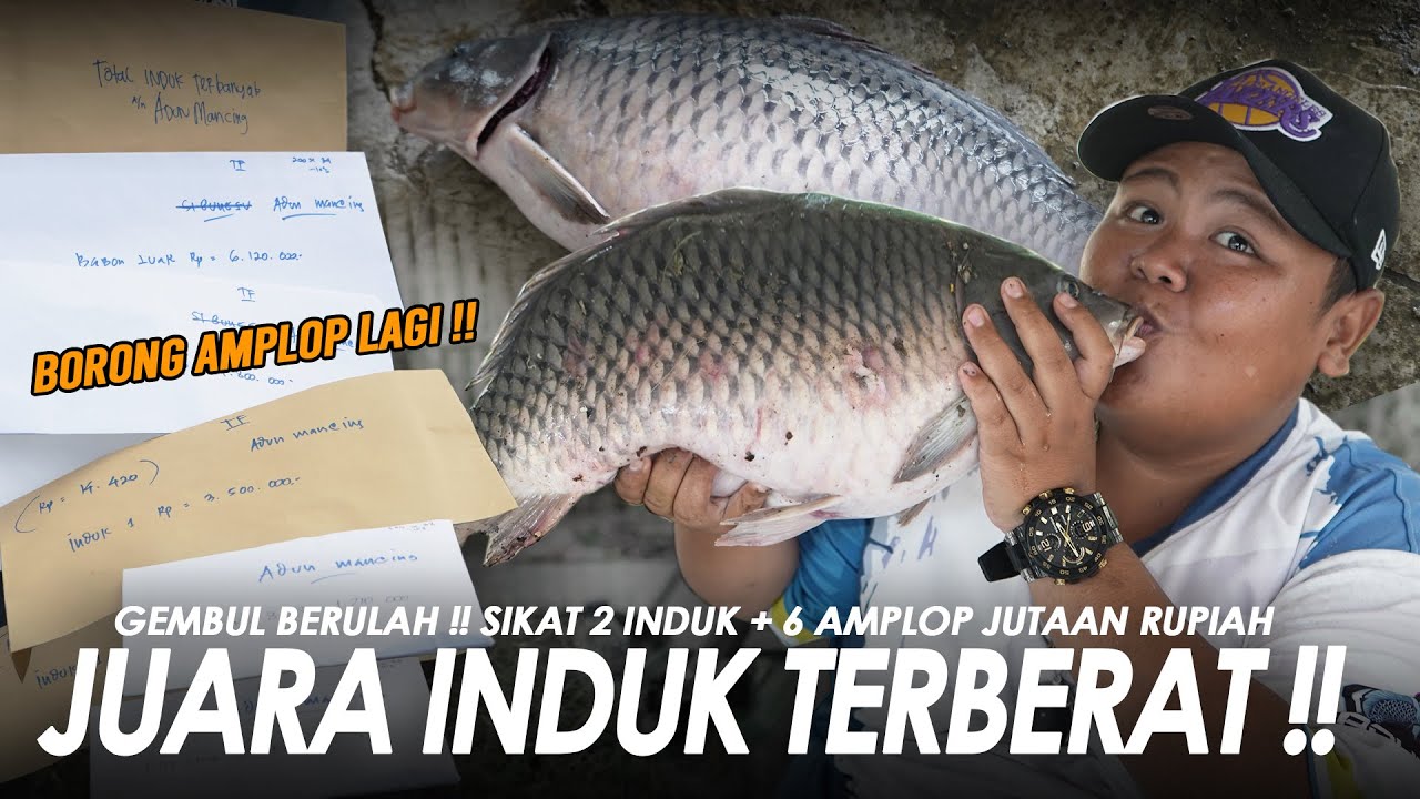 BORONG 6 AMPLOP DI SUBANG !! GEMBUL JUARA 1 BABON TERBERAT || Am#679