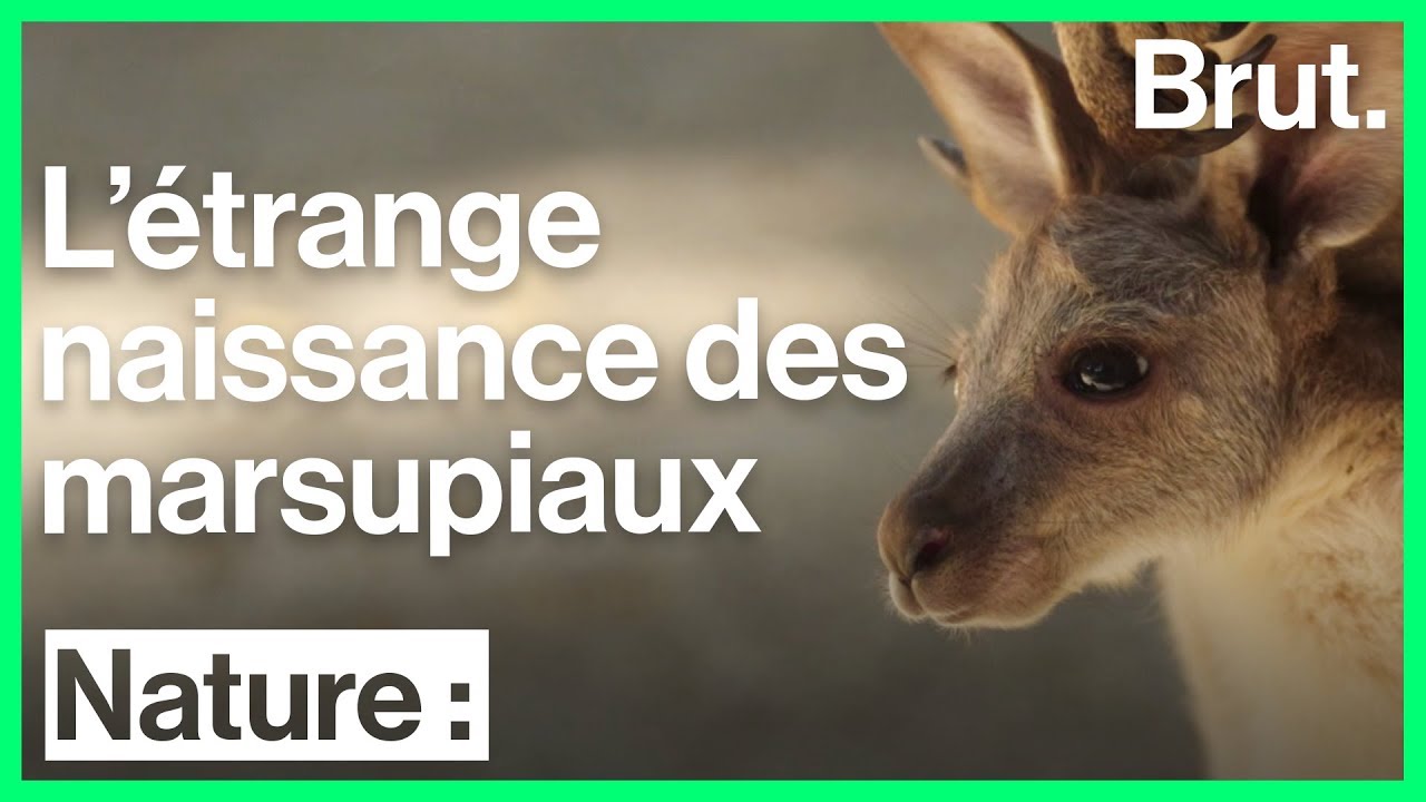 L'&eacute;trange naissance des marsupiaux