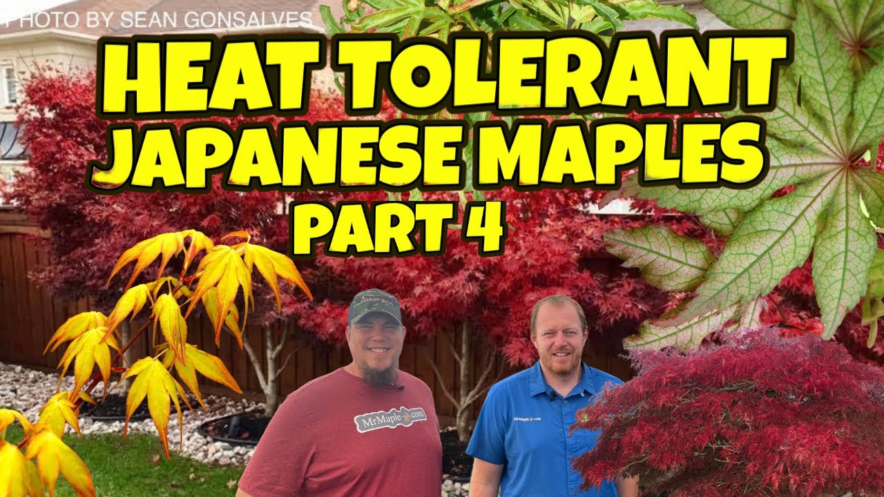 Heat Tolerant Japanese Maples Part 4