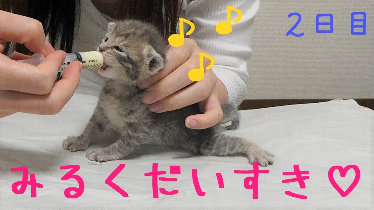 【保護猫】ミルクを飲む子猫／ミルクの飲ませ方解説付き【生後15日】kitten feeding milk