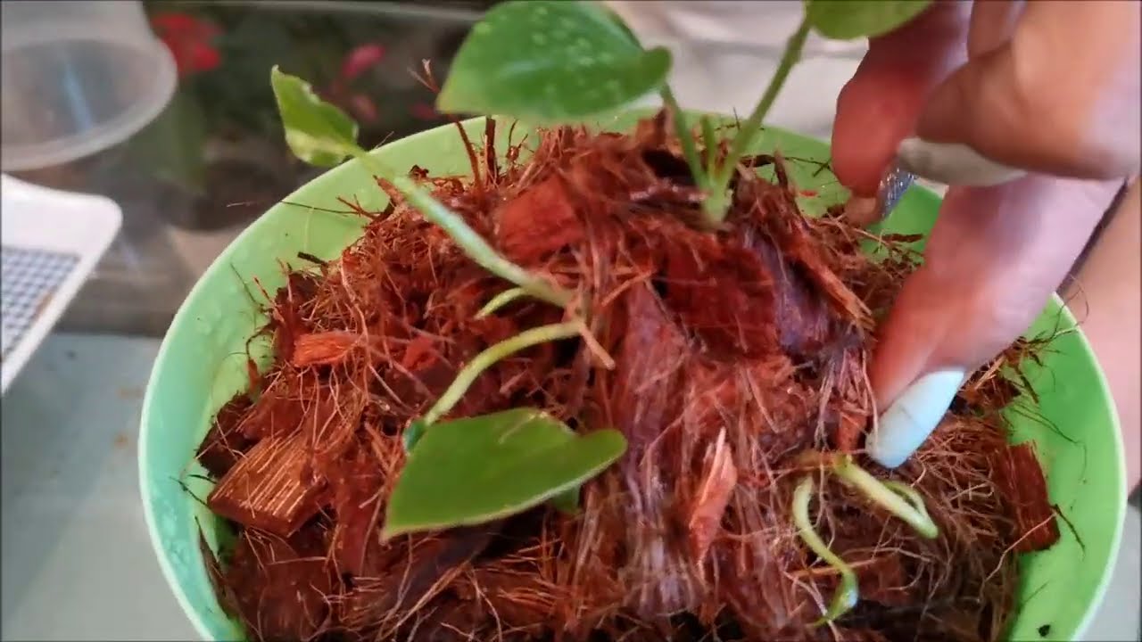 Как получить из больного? погибающего антуриума, молодой, пышный кустик, с новой корневой системой.