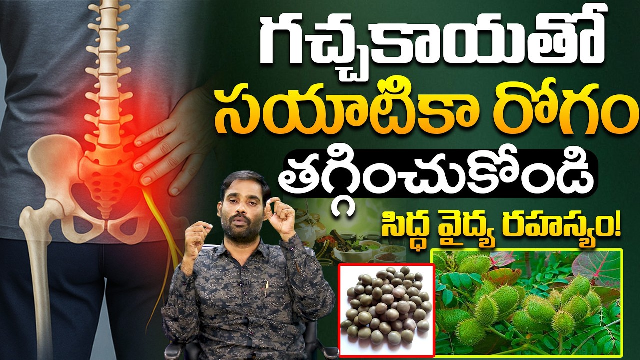 గచ్చకాయతో సయాటికాకు శాశ్వత పరిష్కారం | సిద్ధ వైద్య రహస్యాలు | Siddha medical secret! | PMC Health