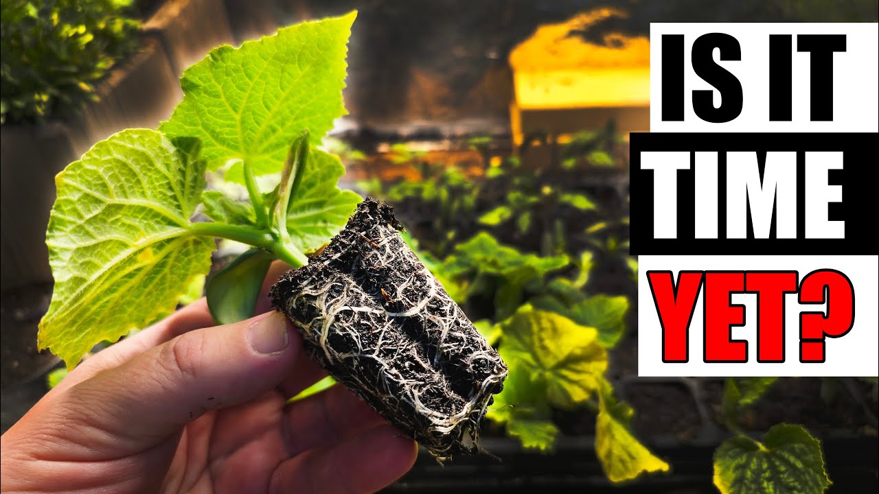 When To Transplant Your Seedlings - Garden Quickie Episode 238