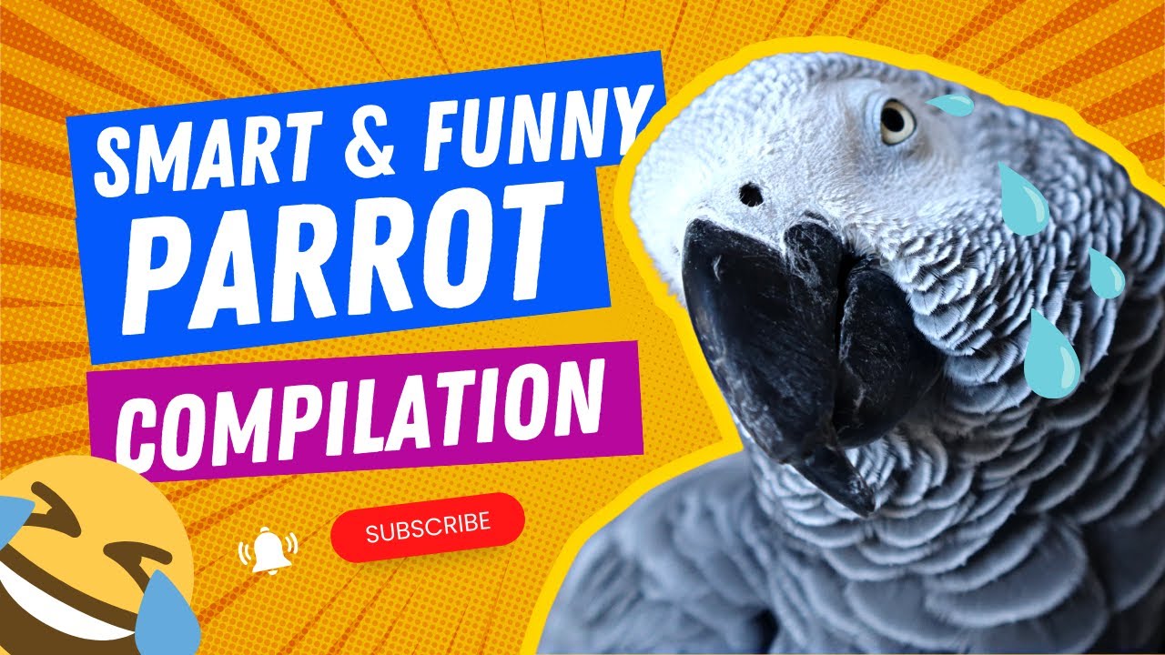 This Funny Parrot Compilation Will Leave You in Shock! | Gizmo the Grey Bird