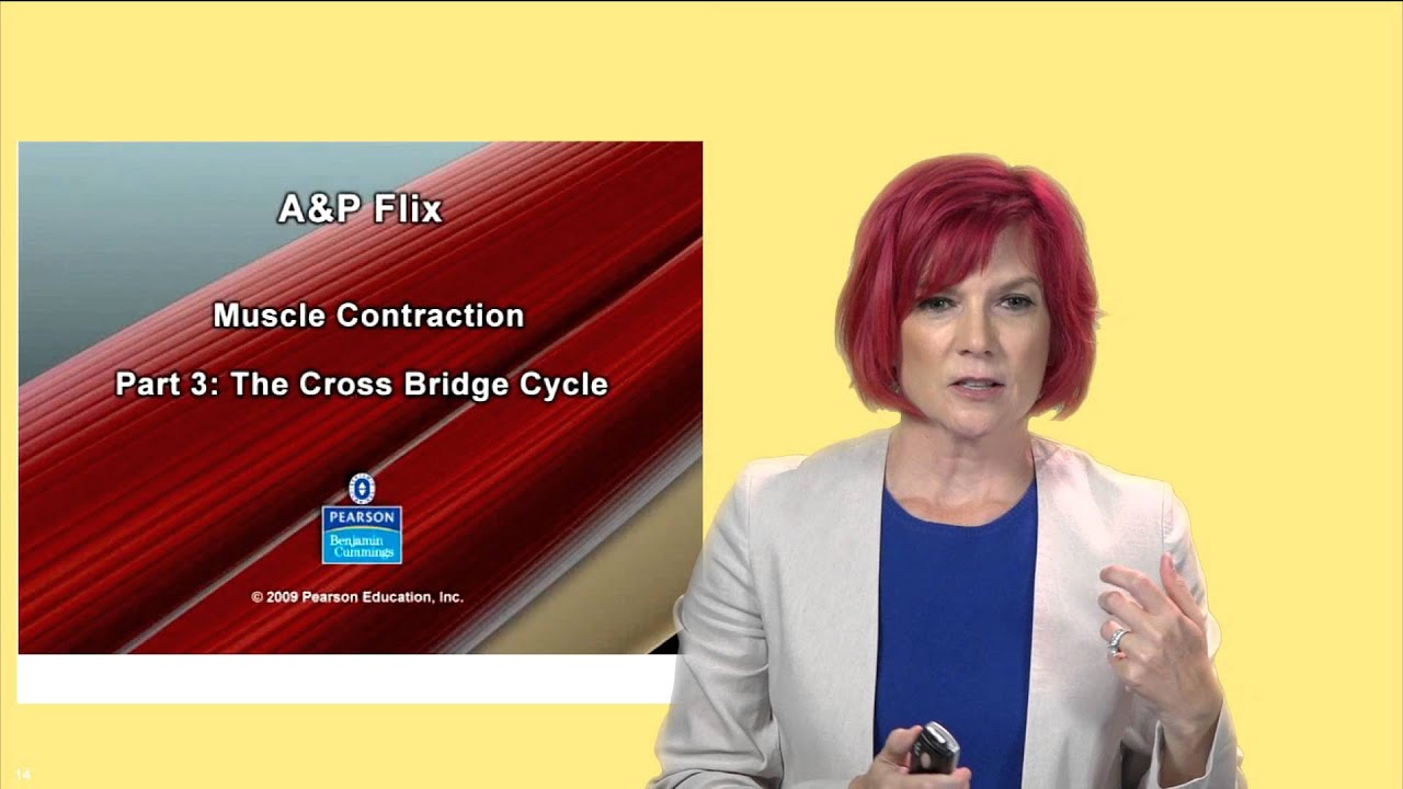 PS121 Crosbie Watson  Crossbridge Cycle  Actomyosin Interactions