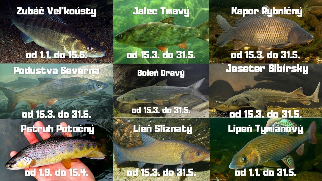 Doba hájenia rýb - individuálna ochrana rýb rybarský zákon
