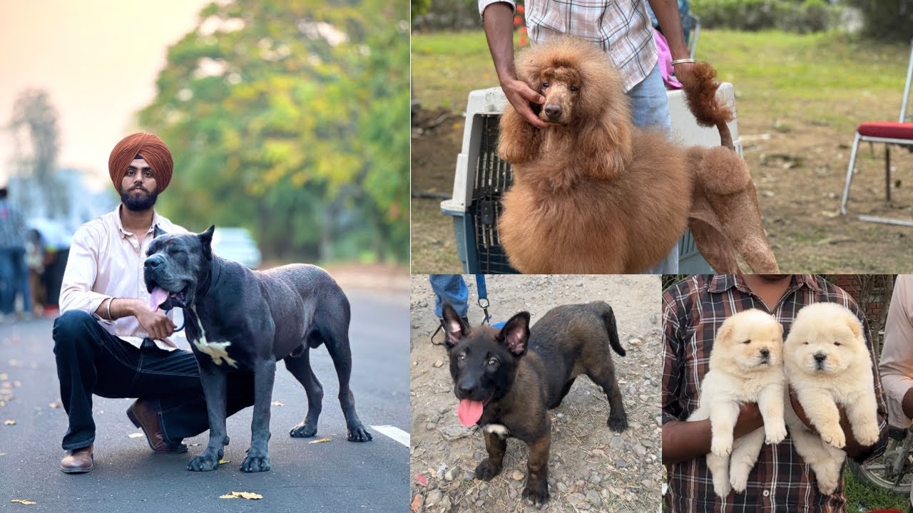 Kapurthala Dog Show 😱💥 Science City Kapurthala Dog Show. 🔥 Cheap puppies for sale ⛳️