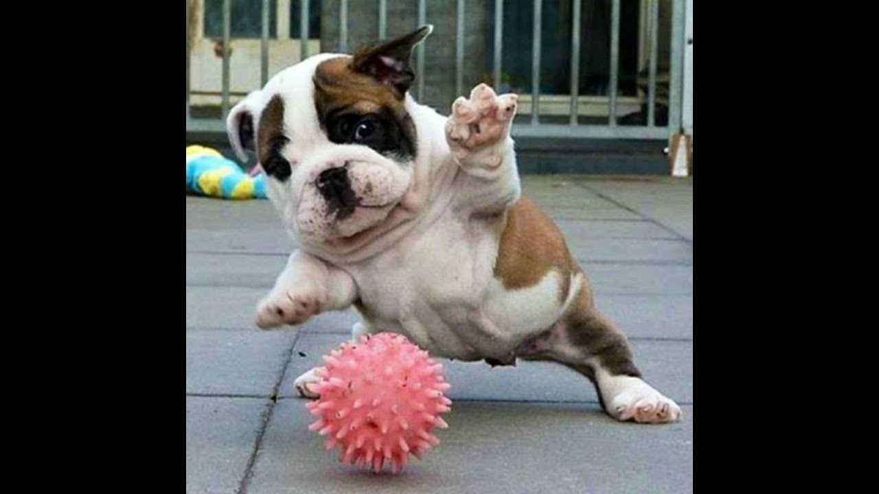 Too Funny English Bulldogs Video 2015 - We all Love Bulldogs Don't We