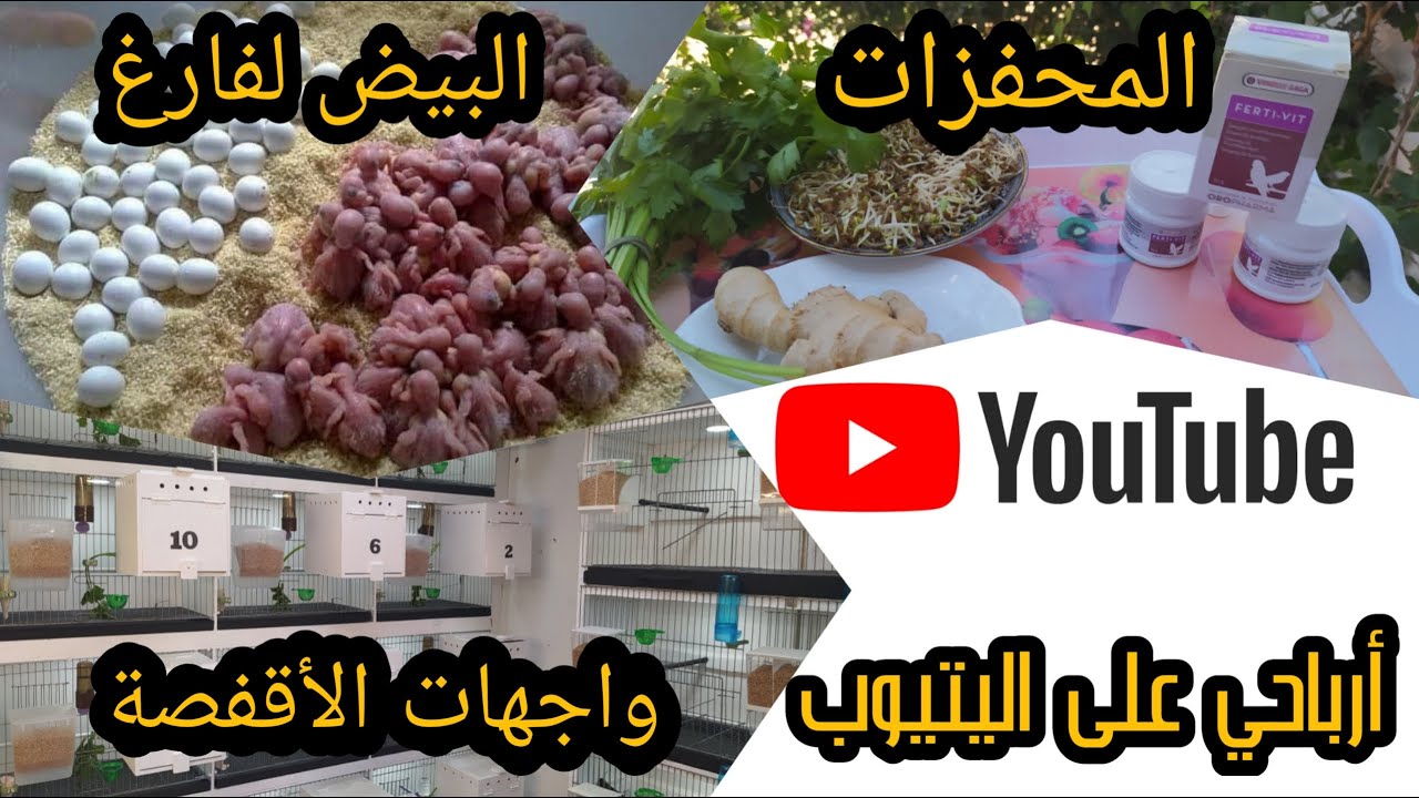 جاوبت على جميع أسئلة المتابعين ومعلومات عن المزرعة وحلول لبعض المشاكل في تربية البادجي💯