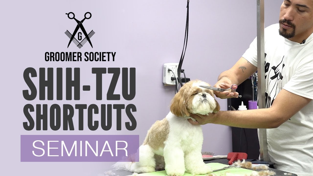 Groomer Society| Shih-Tzu Shortcuts With Joshua Morales (Live Seminar Preview)