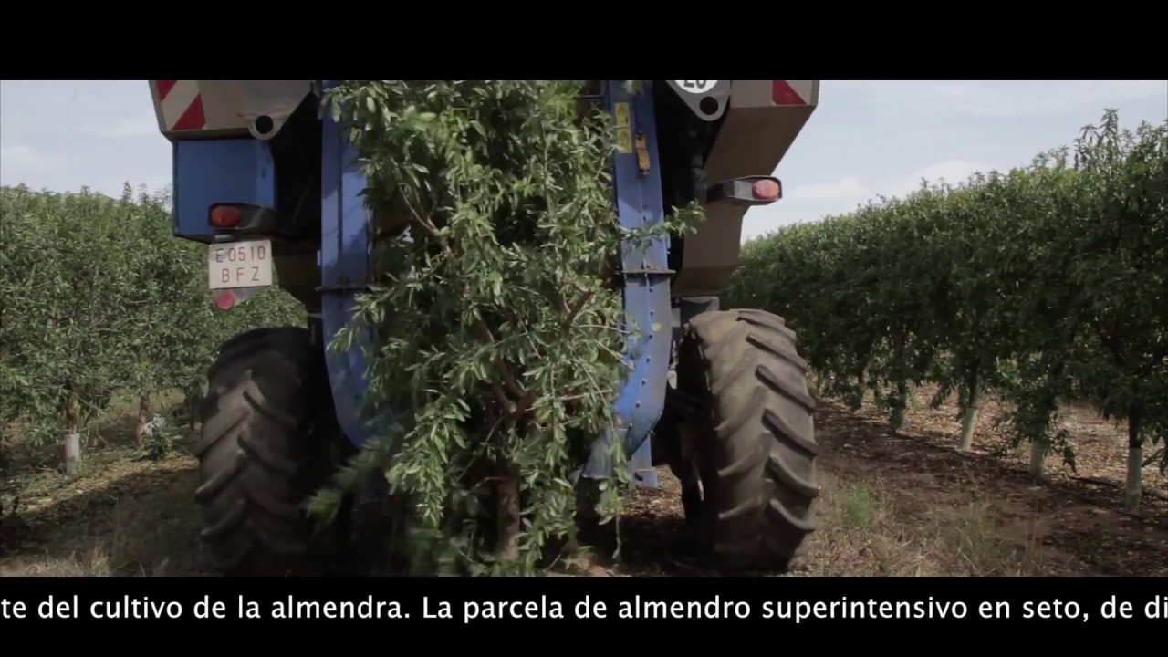 Recolección de almendras mediante cabalgadora