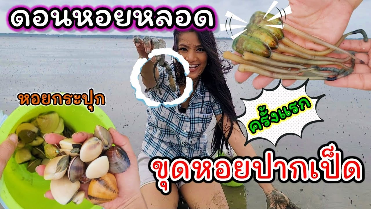 ขุดหอยที่ไทยครั้งแรก ดอนหอยหลอด หอยปากเป็ด หอยกระปุก  /c.k.taylor /2021