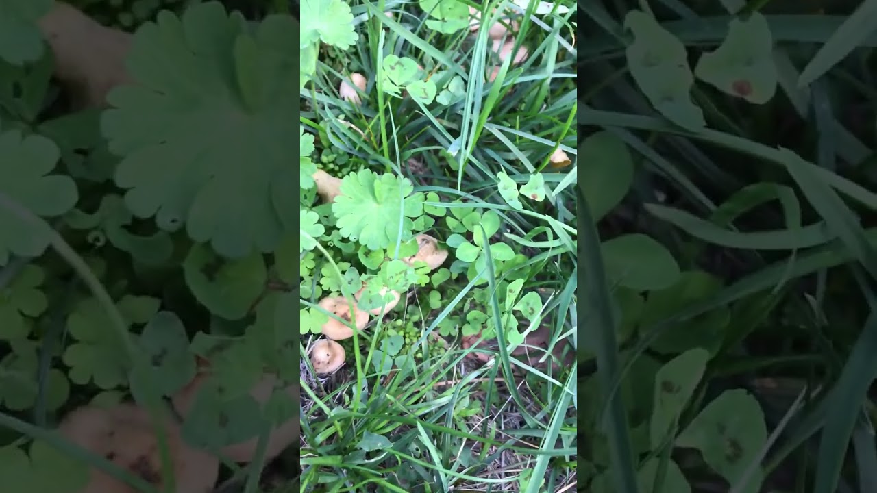 Marasmius oreades - Pillole di Micologia - Conoscere i Funghi con Giacomo Jack Ispettore Micologo.