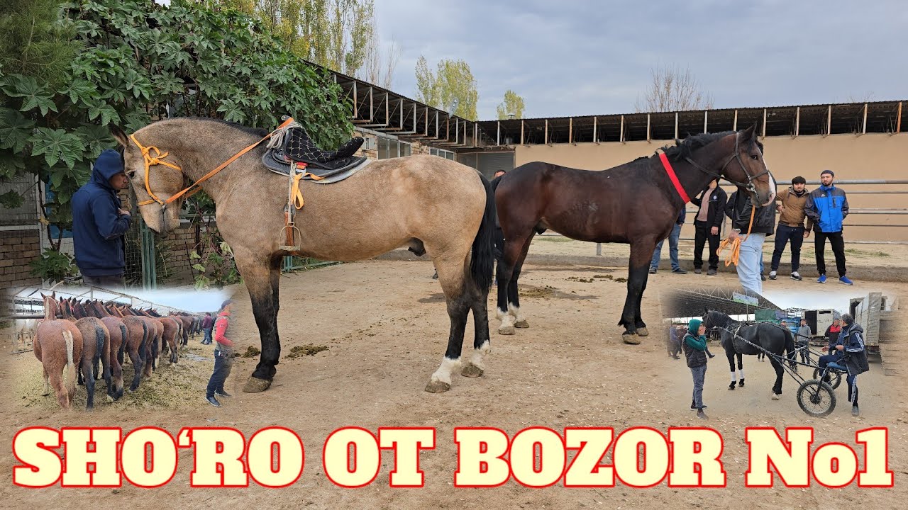 SHO‘RO OT BOZOR CHEMPION OTLAR MAKONI. YO‘RG‘A TOY VA BIYALAR 10.000$ OT QISMATI HIKOYANI ZO‘RI.