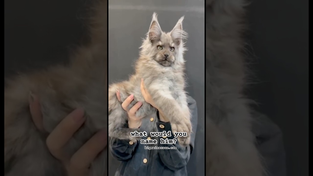 Beautiful Maine Coon Kitten