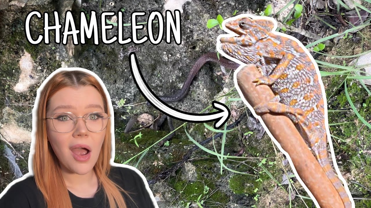 I Spent 30 Days Herping The Middle East... | Saudi Arabia & Oman Herping Vlog