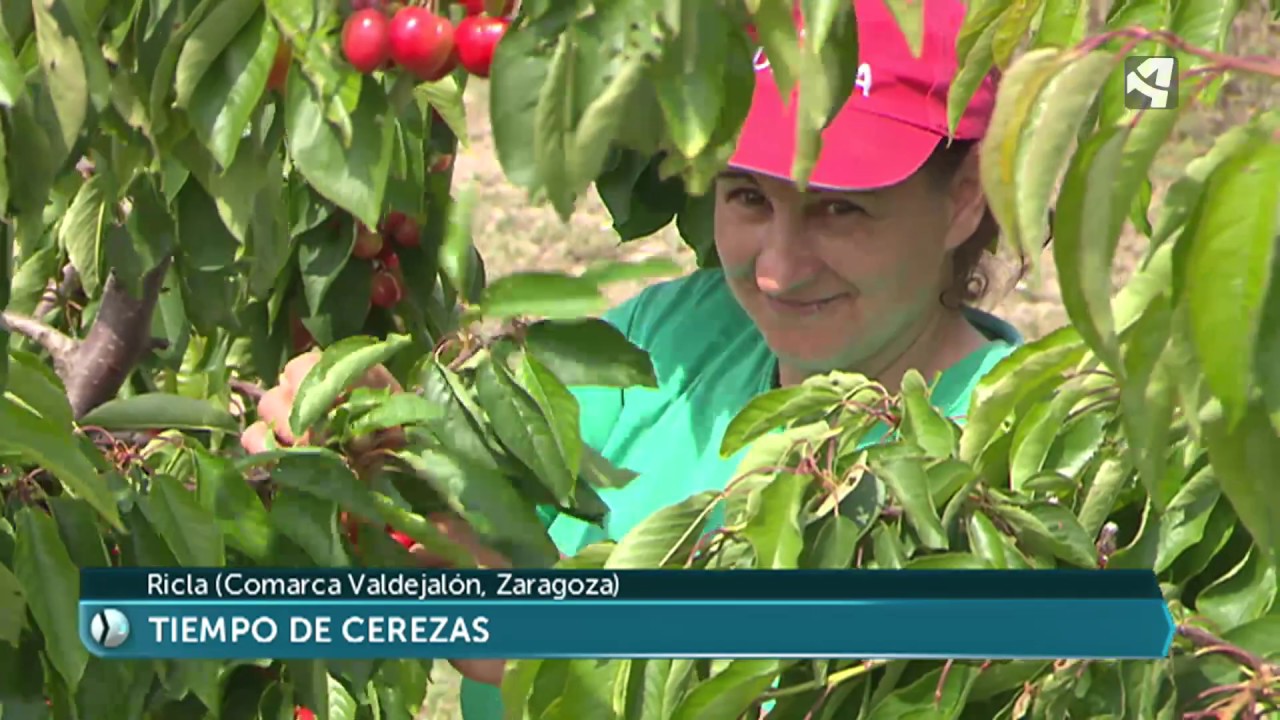 Época de cereza