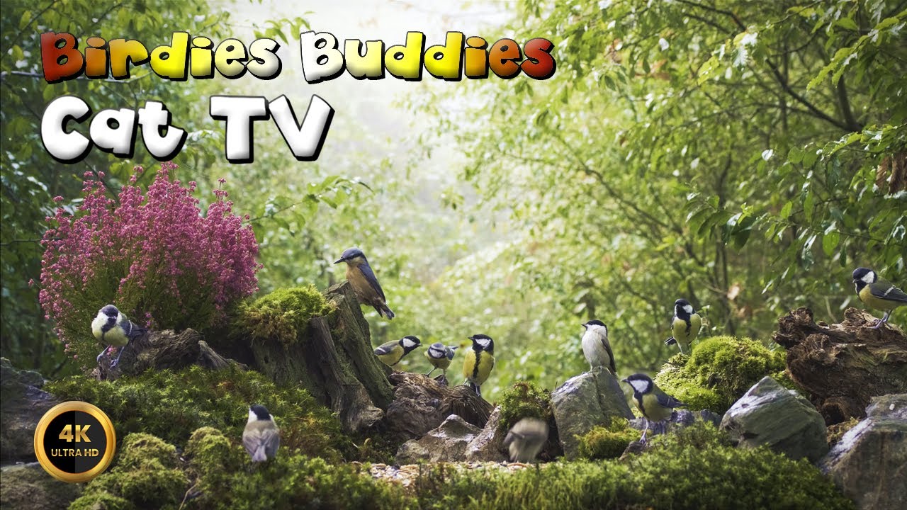 Cat TV for cats to watch 🐈 -  BIRDS OF THE MAGICAL FOREST 🦜🌿 (4K)