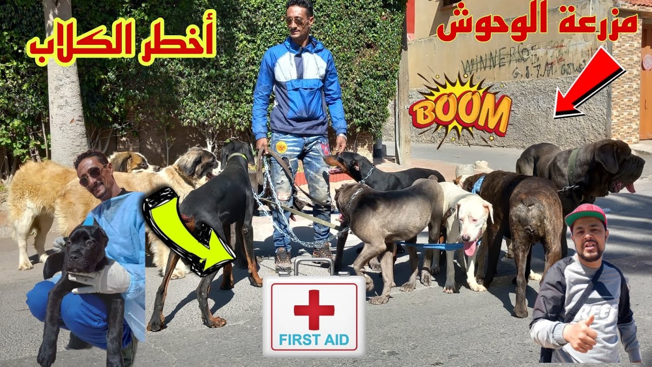 زيارة مفاجأة عند أحد المليع عزيز الملقب ب دوبرمان 🦮 مع وحوش cane corseوالمستيف فرجة ممتعة🇲🇦🇲🇦