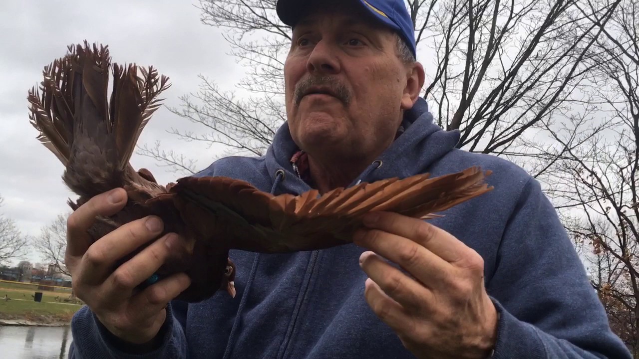 Parlor Rollers - not all pigeons fly