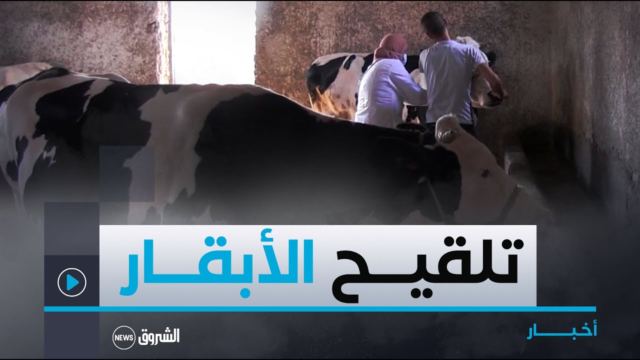 باتنة.. انطلاق حملة تلقيح الأبقار ضد مرض التهاب الجلد العقدي