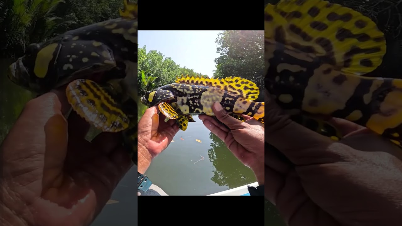 Dapat ikan mahal