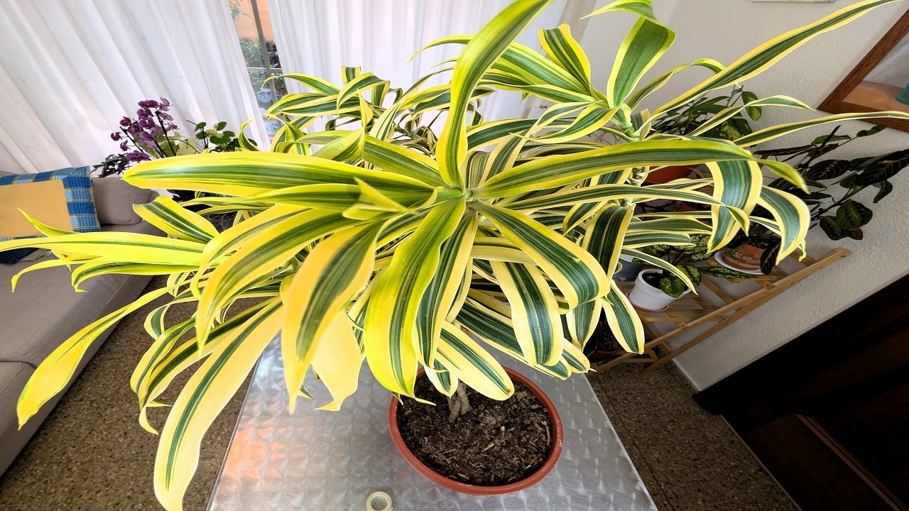 🙋DRACAENA REFLEXA  Y SUS CUIDADOS 💖👏🏻👏🏻👏🏻👏🏻👏🏻